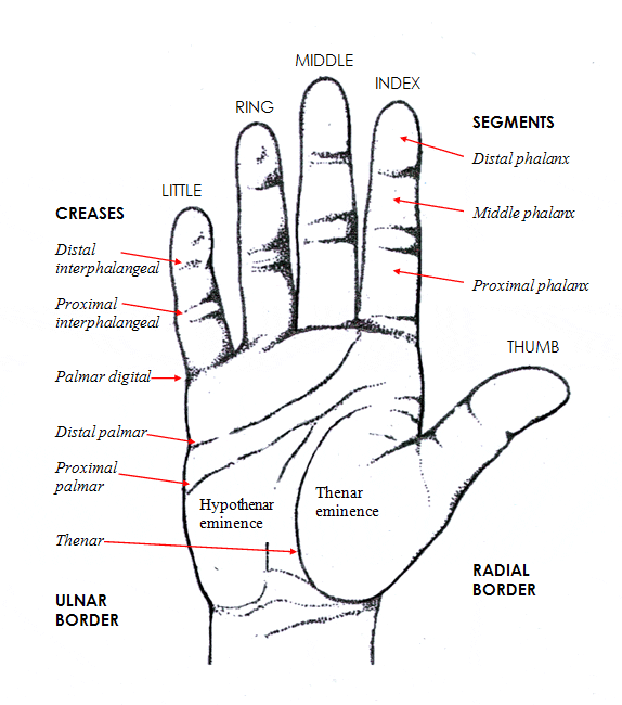 Sydney Hand Surgery Hand Anatomy | Sydney Hand Surgery